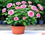 2025年月季 花苗 盆栽