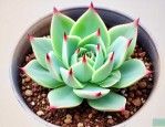 多肉植物碧玉莲怎么养