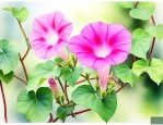 长得像牵牛花的是什么花