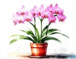 盆栽兰花的养殖方法和注意事项 盆栽