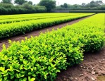 2025年金叶女贞种植间距