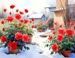 北方室外可以过冬的花卉
