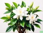 栀子花怎么养护和管理