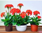 长寿花繁殖的4种方法