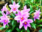 石斛花价格多少钱一斤