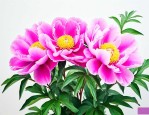 芍药花苗价格多少钱的