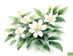 九里香是茉莉的一种吗