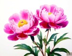 芍药花在什么时候开放