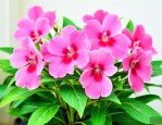 凤仙花的种子有什么作用