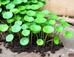 铜钱草怎样种植和养护