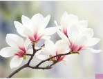 白玉兰的花有什么作用
