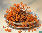 2025年虫草花实际是什么
