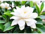 下山桩栀子花怎么养护