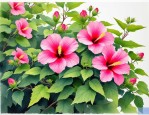 2025年芙蓉花夏天怎么养