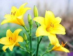 黄花菜是十字花科蔬菜吗