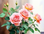 月季花可以在家里养吗
