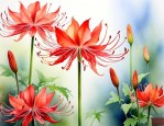 曼陀罗花是不是彼岸花