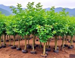 2025年花椒树苗怎么育苗