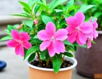 凤仙花可以水培生根吗