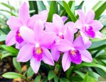 石斛花吃了有什么好处