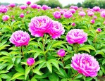 2025年芍药种子多久发芽