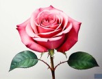 玫瑰花的花瓣长什么样