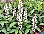 2025年那有白花蛇舌草卖