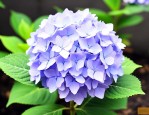 花期长的绣球花有哪些