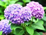 无尽夏绣球花几月份开花