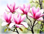 6公分广玉兰价格最新