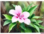 七叶一枝花什么时候收