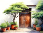 家门口适合种什么盆景
