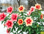 北方室外越冬木本花卉