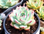 水泡系列多肉植物怎么养