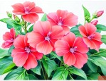 养凤仙花需要注意什么