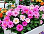 2025年昆明今日鲜花价格