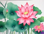 荷花富贵竹的养殖方法