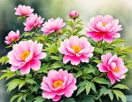 2025年芍药花是什么东西
