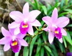 石斛花和石斛哪个更好