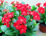 红宝石长寿花养殖方法