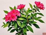 2025年杜鹃花能喷叶子吗