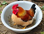 芦花鸡苗什么价格一只