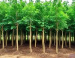 优质金丝楠木树苗批发