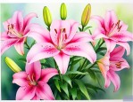 百合花施什么肥比较好