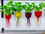 水培植物要经常换水吗