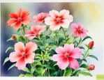家里养的花开是好兆头