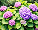 2025年绣球什么时候开花
