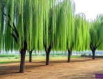 3公分垂柳多少钱一棵