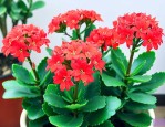 长寿花叶片的扦插方法
