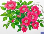 2025年俄罗斯爬藤凌霄花